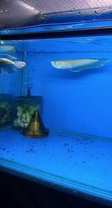 [BEST BUY] Silver Arowana 