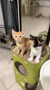 cat for rehome