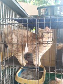 Golden tabby bsh