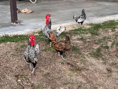 Ayam Batik Gold dan Silver