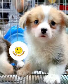 HHT00_W1966 Welsh Corgi puppies