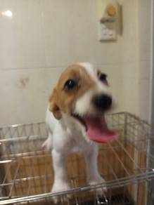 Jack Russell Terrier Original 