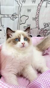 Seal Point Bicolor Ragdoll