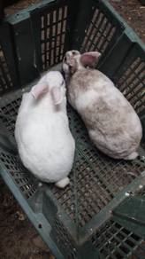 Arnab minirex sepasang