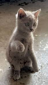 British Shorthair BSh kucing