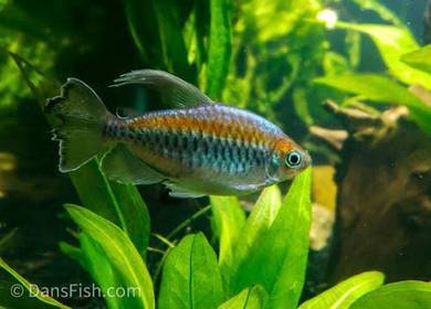 Congo tetra fish ikan