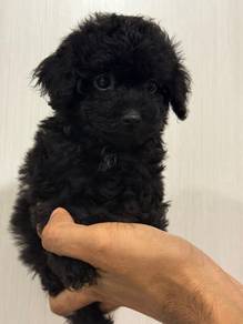 black poodle=