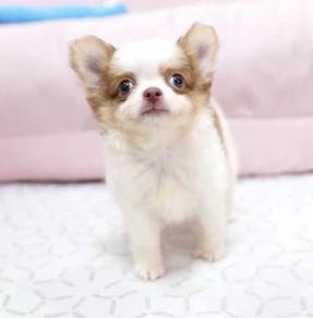CHIHUAHUA PUPPIES CH308🌷 Head Apple Female