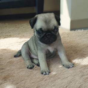 Pug