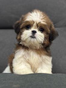 QW62 Shih Tzu white & brown haired cute puppies