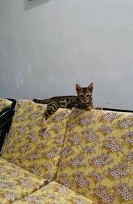 bengal kitten 🐾