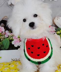 Bichon Frise