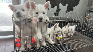 Pure Breed West Highland White Terrier (M/F)