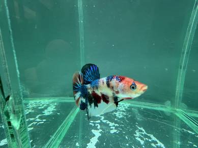 betta fish