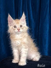 Maine Coon