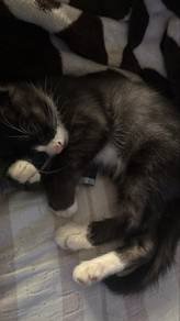 Cat Free Adopt