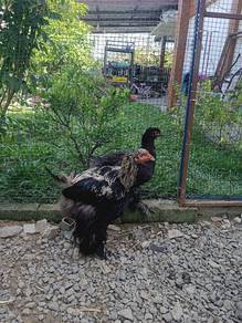 Ayam Brahma