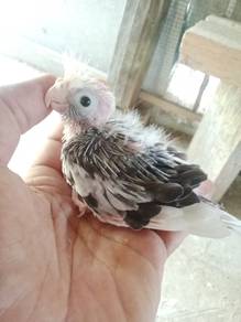 Cocktiel anak suap