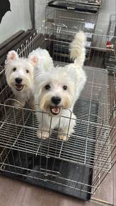 Imported China Westie male soft coat 2 male