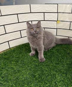 BLH blue kitten