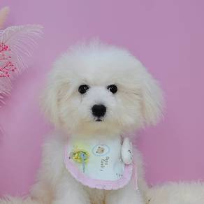 Maltipoo