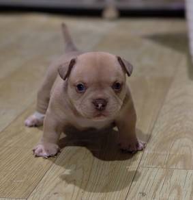 AMERICAN BULLY PUPPIES S117 🐻 Rehome Male Exotic