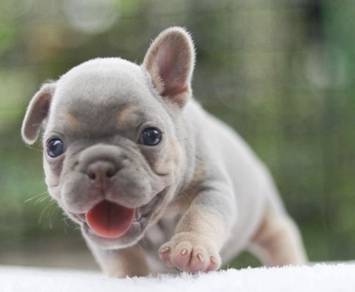 FRENCH BULLDOG PUPPIES 🌻VIP139 Girl Boy