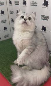 British Long Hair BLH Silver Shade Female