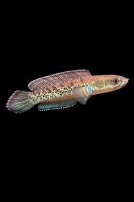 Channa Stewarti