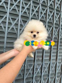 Pomeranian (M)