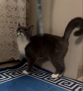 British Short Hair Bicolor Female Proven