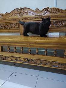 Munchkin untuk dijual 