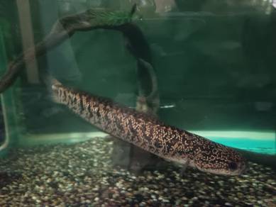 Channa Asiatica Kalimaya