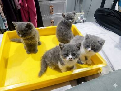 British Short Hair Kitten 