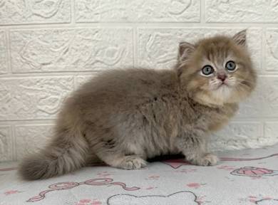 Minuet Cat