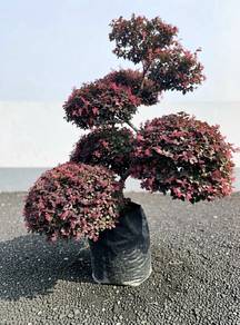 Bonsai