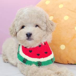 Poodle