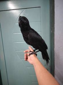 Gagak hutan/ asian raven