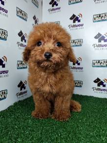 Super cute toy poodle red pup