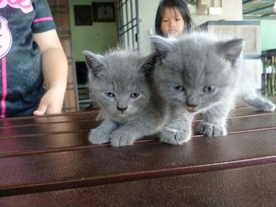 kitten sebulan lebih