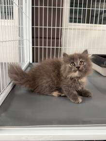 Minuet female kitten