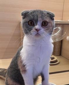 Scottish Fold Untuk Dijual !!
