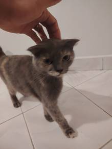 Scottish fold x BSH