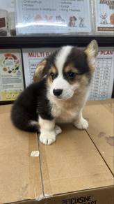 Tricolor Female Corgi Puppy
