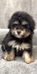 Poodle tiny parti color