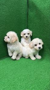 Teddybear face Tiny Poodle 2m1f puppies