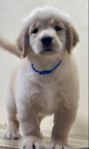 GOLDEN RETRIEVER PUPPIES M804🌻 黃金獵犬 Cream / Gold