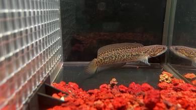 Ikan Channa Fish AsiaticaKalimaya - 5.5 inch(AK-3)