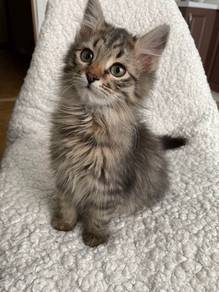 Tabby Persian Mainecoon Kitten