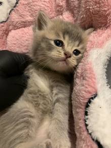 British Short Hair Blue Tabby Kitten